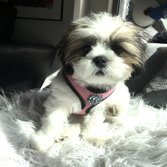 🇺🇸 Meet your Posher, Anita & Gucci - Picture 12 of 15